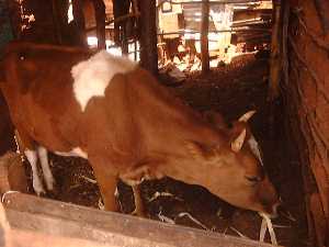 Cow
